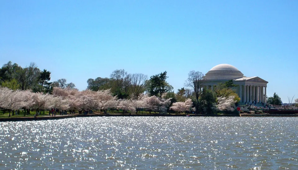 National Cherry Blossom Festival