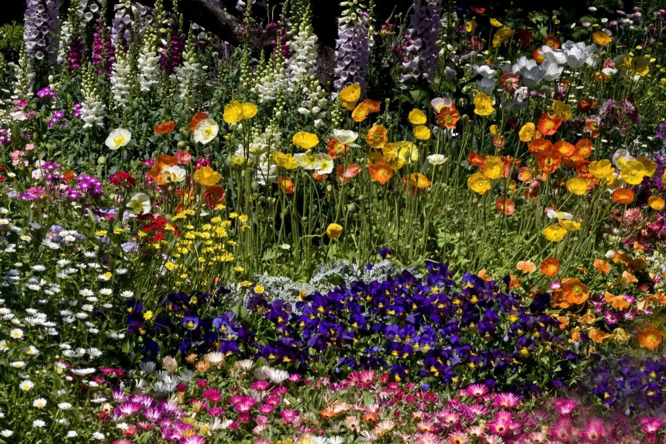 Toowoomba Carnival of Flowers