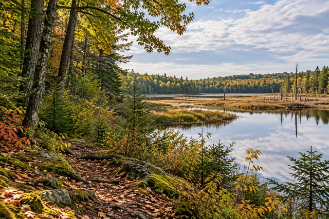 Alonzo H. Garcelon Wildlife Management Area — AI-generated editorial illustration