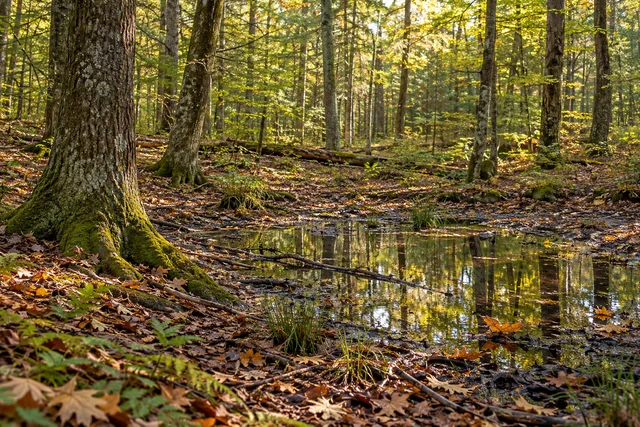 Besse Historic Conservation Area — AI-generated editorial illustration