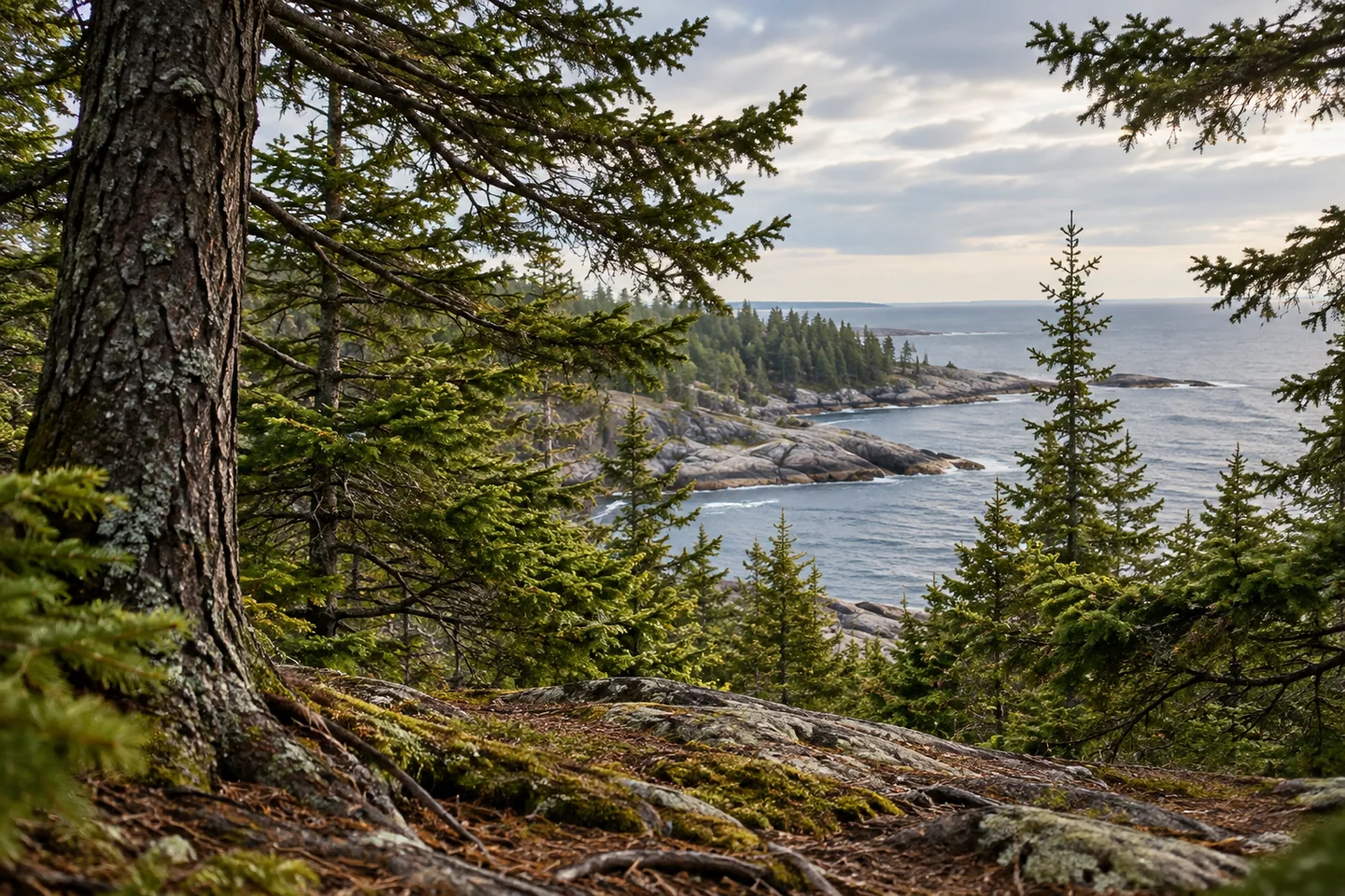 Head Harbor Preserve — AI-generated editorial illustration
