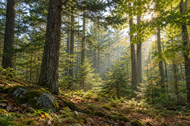 True Farm Living Forest — AI-generated editorial illustration