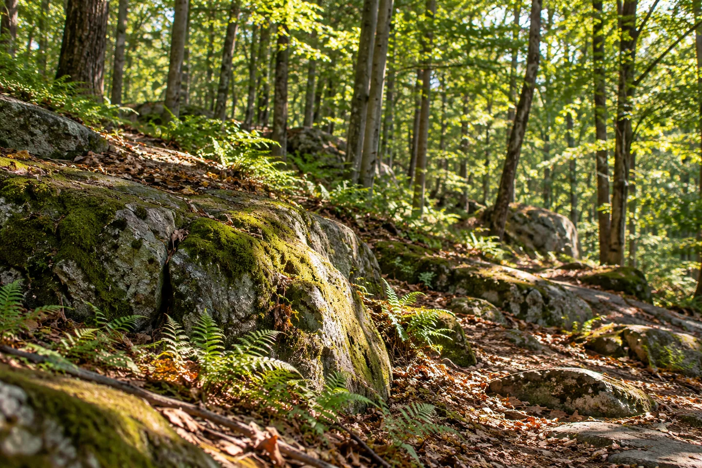 Wayne’s 100-Acre Wood — AI-generated editorial illustration